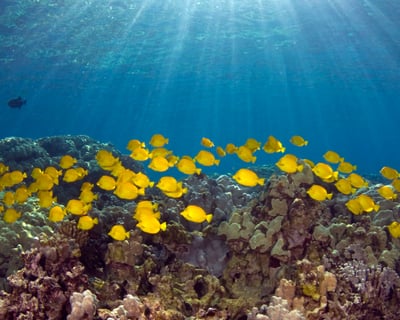 Customize a 4-Hour Private Charter on the Kona Coast