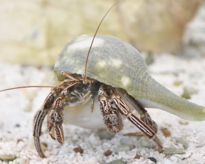 Live Critter Class in Hilton Head Island