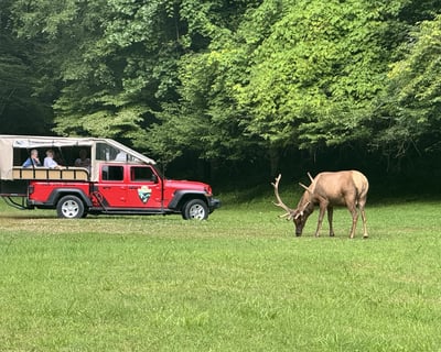 Maggie Valley Jeep Tour: Elk, Waterfalls & History