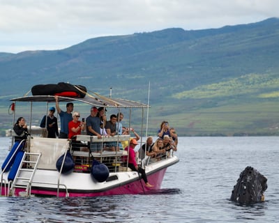 Afternoon Whale Watching Cruise in Lahaina