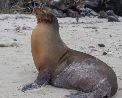 Floreana Island Full-Day Guided Tour