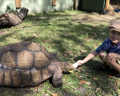 Tortoise Encounter in Palmdale