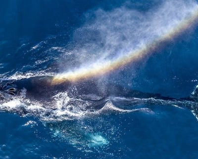 Private Boat Whale Watching with Expert Guide