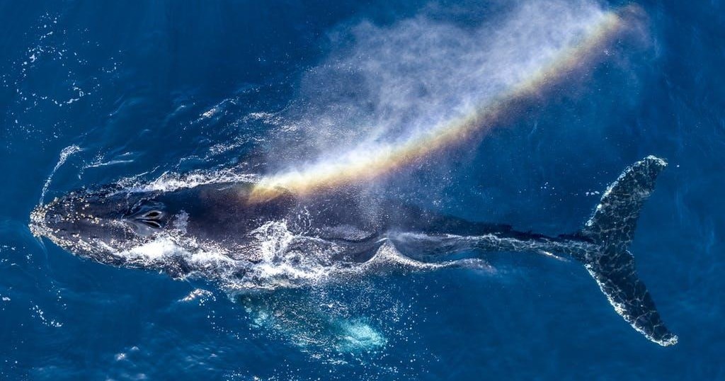 Private Boat Whale Watching with Expert Guide