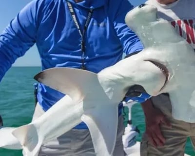 4-Hour Shark Fishing Charter in Fort Myers