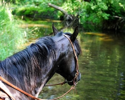 1-Hour Guided Horseback Trail Ride in Millbrook