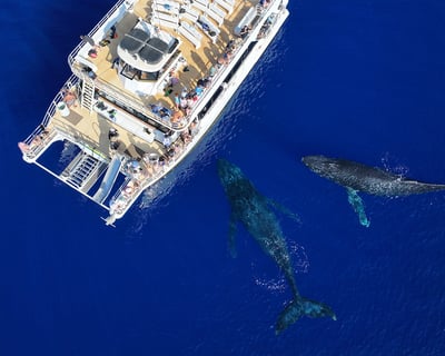 Maui Afternoon Whale Watch & Snorkel Cruise