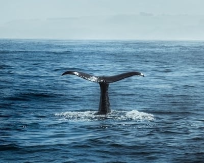 3-Hour Whale Watching Cruise in Los Barriles