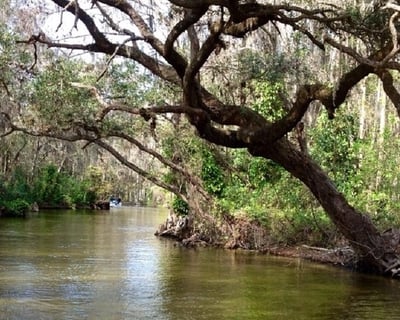 2-Hour Dora Canal Cruise in Mount Dora