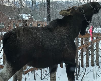 Anchorage Winter Wildlife & Alyeska Tram Tour