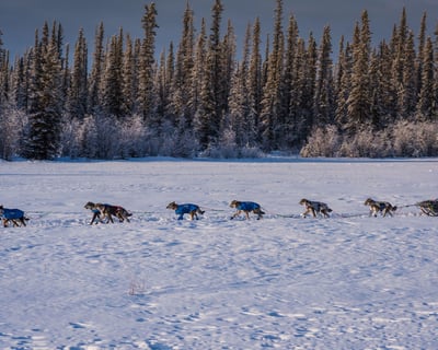 Alaskan Husky Mushing Tour in Big Lake