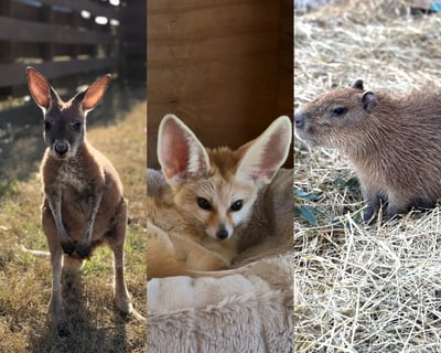 Private Animal Encounter in Inman