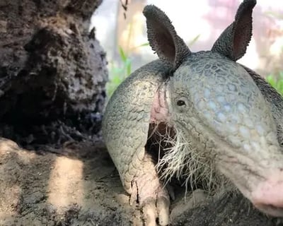 Wheaton Armadillo Animal Encounter