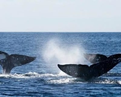 Oceanside Luxury Whale and Dolphin Cruise