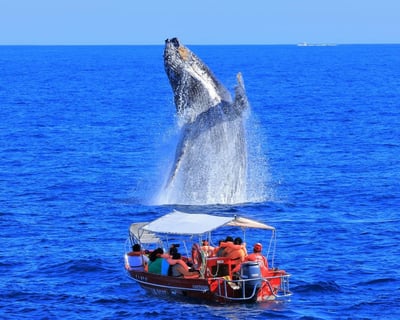 Cabo San Lucas Sea Safari by The Arch