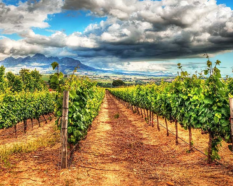 Taste Wines at Alcantara Vineyards & Winery From Sedona
