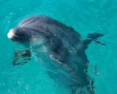 Private Dolphin Tour in Panama City Beach
