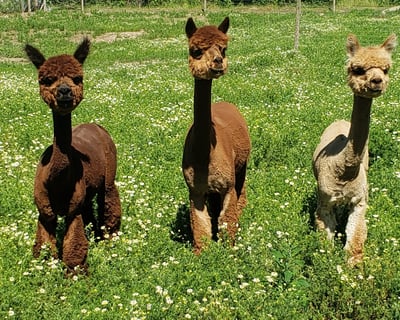 Alpaca Feeding Experience in Carnation