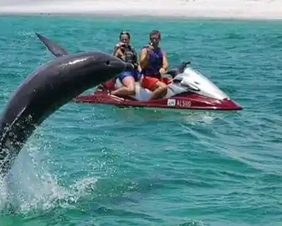 Dolphin Sightings Jet Ski Rental in Sarasota