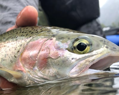 Guided Fly Fishing Float on the Stehekin River