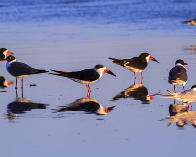 Winter Birding Boat Tour in New Smyrna Beach