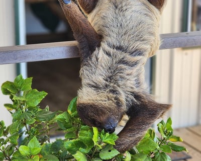 Meet Two-Toed Sloths at Busy B Ranch Wildlife Park