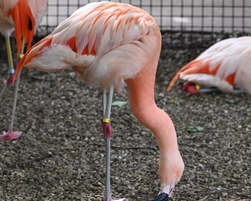 Zoo Walkthrough at Living Treasures Wild Animal Park