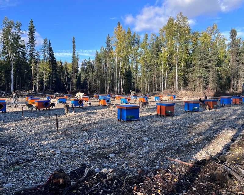 Alaska Husky Sled Dog Kennel Tour in Salcha