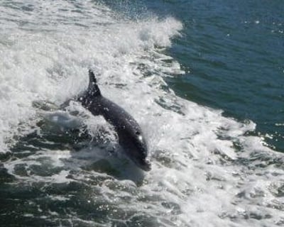 Dolphin & Snorkeling Charter in Bradenton Beach