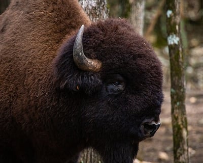 Drive & Walk Among Exotic Wildlife in Broken Bow