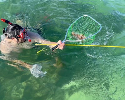 Catch Lobsters While Snorkeling in Key West