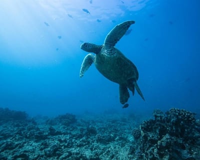 Snorkel Turtle Canyon on a 2-Hour Oahu Cruise