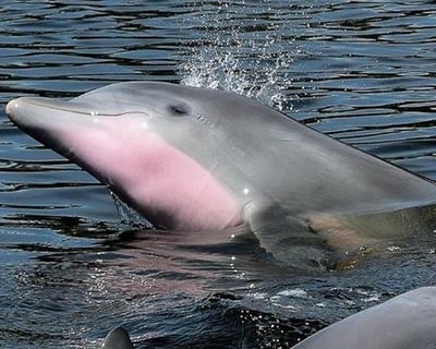 San Carlos Bay Dolphin Tour with Marine Expert