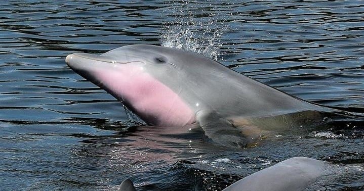 Dolphin Nature Tour in Cape Coral