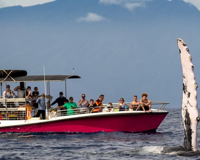 Midday Whale Watching Cruise in Lahaina