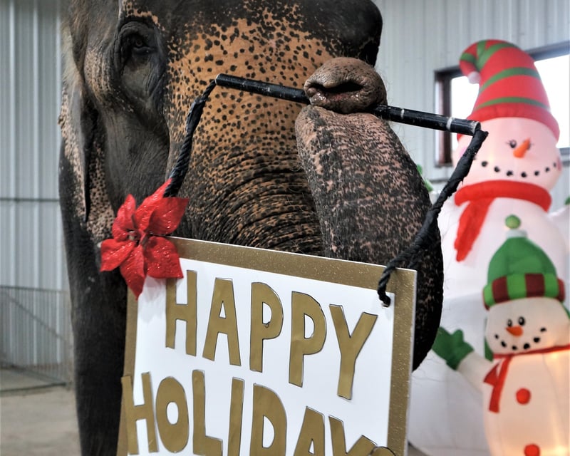 Holiday in the Ark Festival with Elephants in Hugo