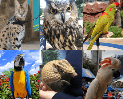 Mystery Animal Meet & Greet at Downtown Aquarium