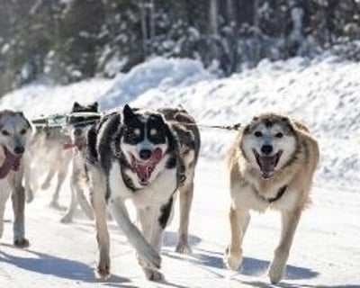 Talkeetna Guided Dog Sled Tour