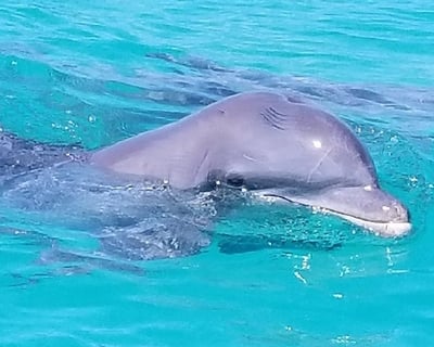 Private Dolphin Watch Charter in Key West