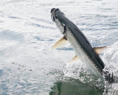 Tarpon Fishing Charter Near Seven Mile Bridge