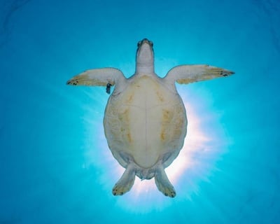 2-Tank Reef Dive Tour in Fajardo