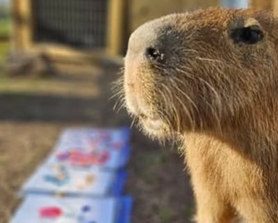 Capybara Encounter in Folsom