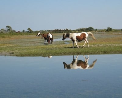 Chincoteague Wild Pony Cruise