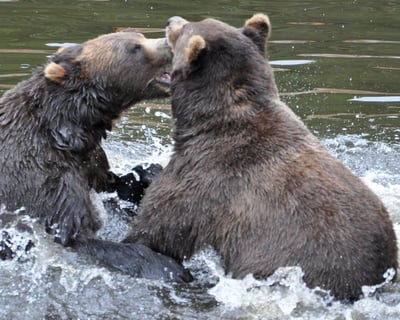 Explore Sitka on a Private 2-Hour Scenic Tour