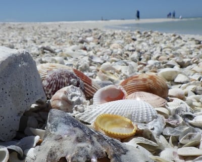 Guided Shelling Tour in 10,000 Islands