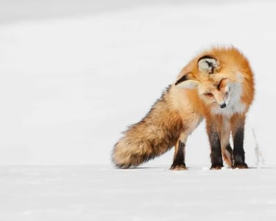 Yellowstone Private Snowshoe & Cross-Country Ski Tour