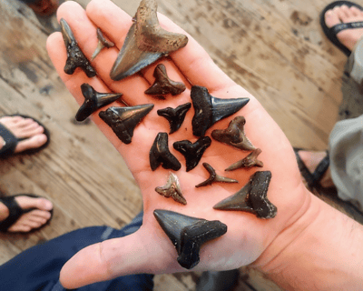 Guided Shark Teeth & Fossil Charter in Folly Beach