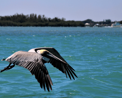 St. Lucie Inlet Preserve Nature Cruise