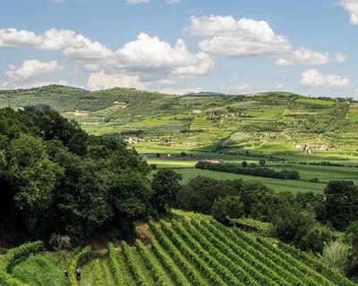 Amarone Wine Tasting Tour in Verona