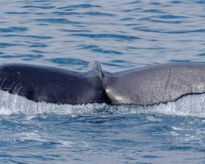 Marina Del Rey Whale Watch & Nature Cruise